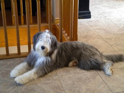 Cade - 8 months old and King of the Castle